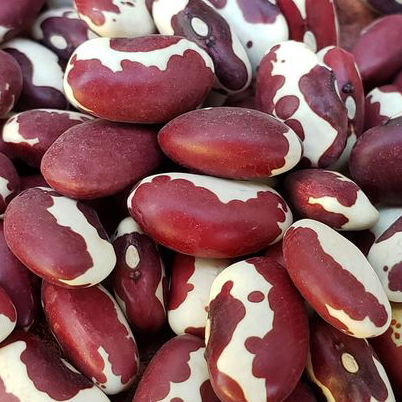 Anasazi Beans