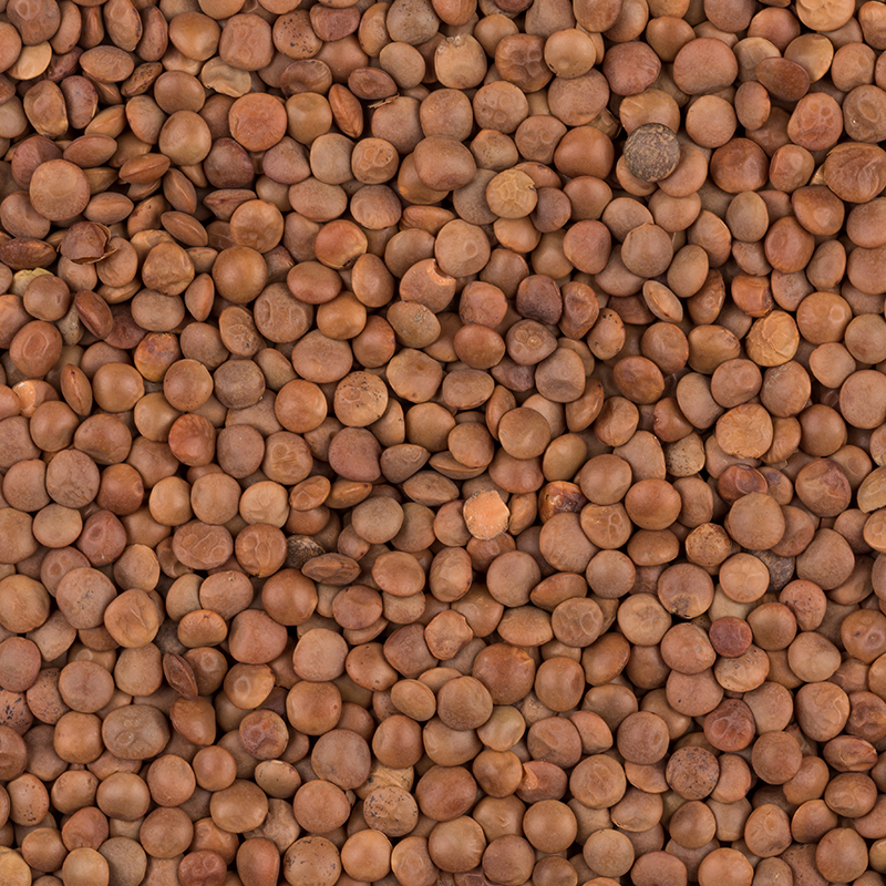 Brown Lentils