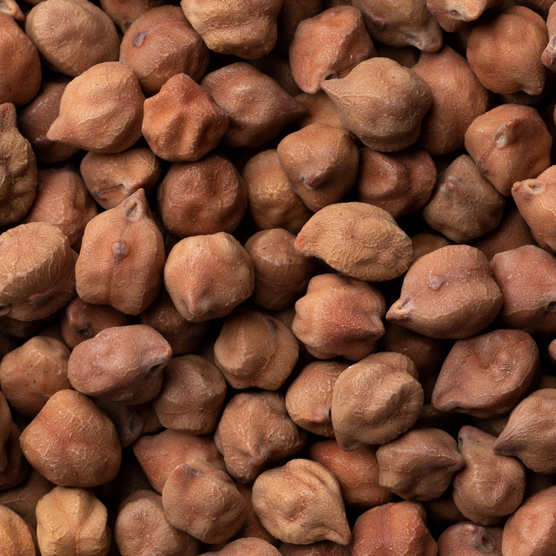 Chickpea, Desi