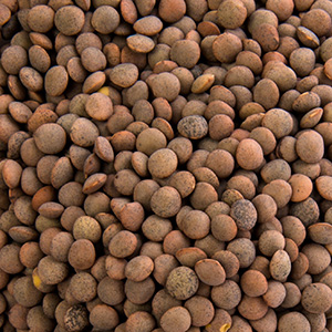 Pardina Lentils