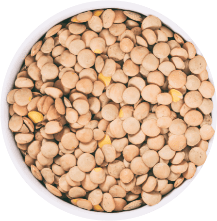 Cook Lentils