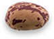 Romano Beans