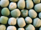 Winter Dry Peas