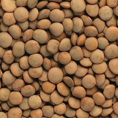 Lentils